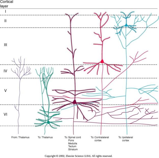 Layers cortex