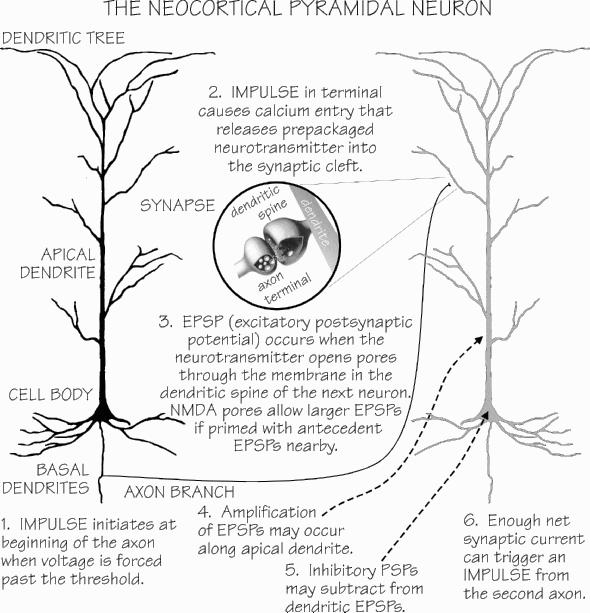 Layers cortex 2